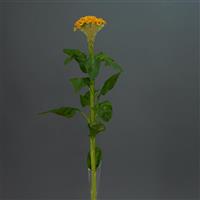 Neo™ Gold Celosia