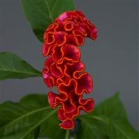 Neo™ Orange Celosia