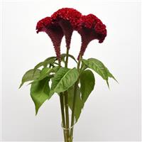 Neo™ Red Celosia