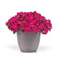 Beacon<sup>®</sup> Violet Improved Impatiens