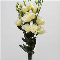 ABC™ 3 Yellow Lisianthus