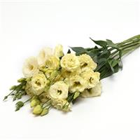ABC™ 3 Yellow Lisianthus