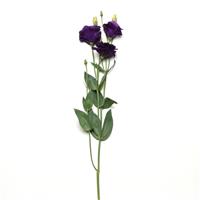 ABC™ 2 Purple Improved Lisianthus