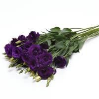 ABC™ 2 Purple Improved Lisianthus