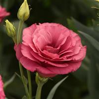 ABC™ 2 Rose Improved Lisianthus