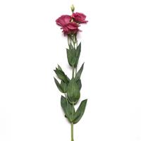 ABC™ 2 Rose Improved Lisianthus