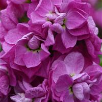 Opera Fedora Matthiola