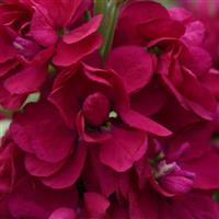 Opera Francesca Matthiola