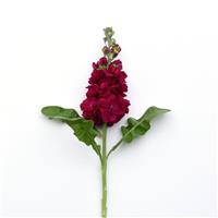 Opera Francesca Matthiola