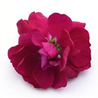 Opera Francesca Matthiola