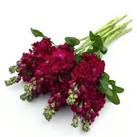 Opera Francesca Matthiola