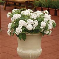 Butterfly™ White Pentas