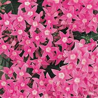 Butterfly™ Deep Pink Pentas