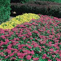 Butterfly™ Deep Pink Pentas