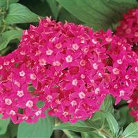 Butterfly™ Deep Rose Pentas