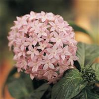 Butterfly™ Light Lavender Pentas
