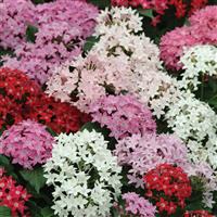 Butterfly™ Mixture Pentas