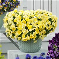 Cool Wave<sup>®</sup> Lemon Spreading Pansy