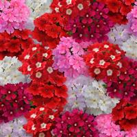 Quartz XP Valentines Mix Verbena