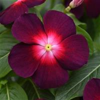 Tattoo™ Boysenberry Vinca