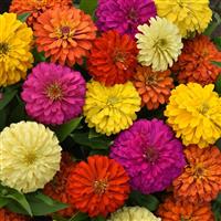 Elegant™ Full Mixture Zinnia