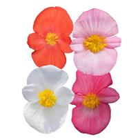 Mega Cool Mix Begonia