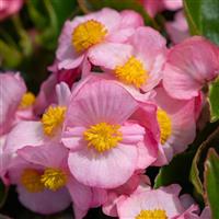 Mega Cool Pink Begonia