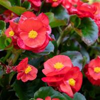Mega Cool Scarlet Begonia