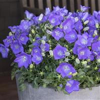 Campanula Clips Deep Blue