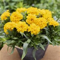 Coreopsis SunGlobe Golden Yellow