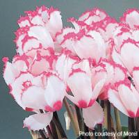 Halios<sup>®</sup> Select Victoria 50 Cyclamen