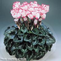 Halios<sup>®</sup> Select Victoria 50 Cyclamen