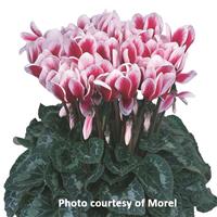 Halios<sup>®</sup> Select Fantasia Magenta Cyclamen