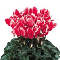 Halios<sup>®</sup> Select Fantasia Red Cyclamen