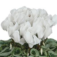 Halios<sup>®</sup> Select White Silverleaf Cyclamen