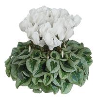 Halios<sup>®</sup> Select White Silverleaf Cyclamen
