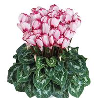 Halios<sup>®</sup> Select Victoria 50 Rose With Eye Cyclamen
