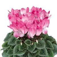Halios<sup>®</sup> Select Blush Intense Cyclamen