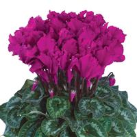 Halios<sup>®</sup> Select CURLY Bright Purple Cyclamen