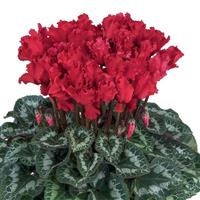 Halios<sup>®</sup> Select CURLY Bright Scarlet Cyclamen