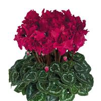 Halios<sup>®</sup> Select CURLY Deep Magenta Cyclamen