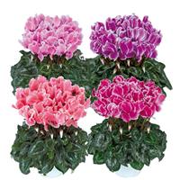 Halios<sup>®</sup> Select CURLY Flame Mix Cyclamen