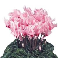 Halios<sup>®</sup> Select CURLY Light Pink Eye Cyclamen