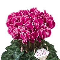 Halios<sup>®</sup> Select CURLY Magenta Edge Cyclamen