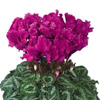 Halios<sup>®</sup> Select CURLY Purple Cyclamen