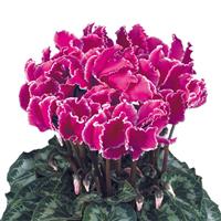 Halios<sup>®</sup> Select CURLY Purple Edge Cyclamen