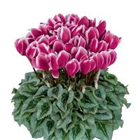 Halios<sup>®</sup> Select Fantasia Magenta Silverleaf Cyclamen