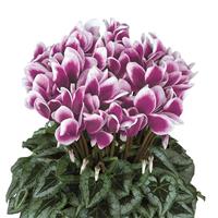Halios<sup>®</sup> Select Fantasia Purple Silverleaf Cyclamen