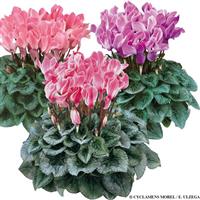 Halios<sup>®</sup> Select Flame Mix Silverleaf Cyclamen
