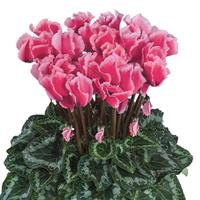 Halios<sup>®</sup> Select Litchi Rose Cyclamen
